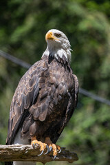 Beautiful bald eagle with yellow beak and white head, sitting on a tree branch in a natural environment forest wild park,  captured through park fence. High quality close up picture for download