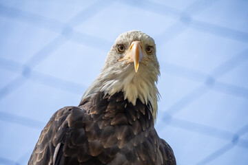 Beautiful bald eagle with yellow beak and white head, sitting on a tree branch in a natural environment forest wild park,  captured through park fence. High quality close up picture for download