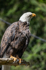 Beautiful bald eagle with yellow beak and white head, sitting on a tree branch in a natural environment forest wild park,  captured through park fence. High quality close up picture for download