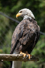 Beautiful bald eagle with yellow beak and white head, sitting on a tree branch in a natural environment forest wild park,  captured through park fence. High quality close up picture for download