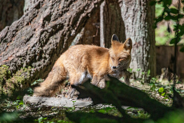 Beautiful orange red fox vulpes vulpes with winter fur shedding off, standing in forest, wildlife park. High quality close up picture for download