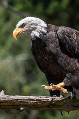 Beautiful bald eagle with yellow beak and white head, sitting on a tree branch in a natural environment forest wild park,  captured through park fence. High quality close up picture for download