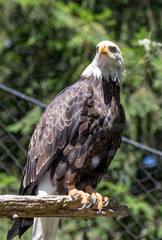 Beautiful bald eagle with yellow beak and white head, sitting on a tree branch in a natural environment forest wild park,  captured through park fence. High quality close up picture for download