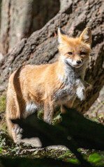 Beautiful orange red fox vulpes vulpes with winter fur shedding off, standing in forest, wildlife park. High quality close up picture for download