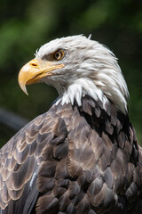 Beautiful bald eagle with yellow beak and white head, sitting on a tree branch in a natural environment forest wild park,  captured through park fence. High quality close up picture for download