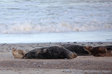 Grey seals resting on the shores of Norfolk during the pupping season.