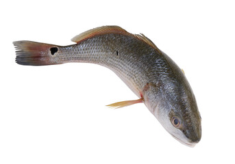 Fresh red drum fish isolated on white background
