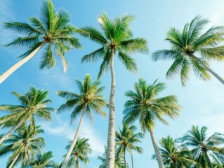 Fototapeta premium A serene view of tall palm trees against a bright blue sky, perfect for conveying tropical vibes and relaxation.