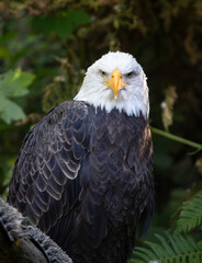Beautiful bald eagle with yellow beak and white head, sitting on a tree branch in a natural environment forest wild park,  captured through park fence. High quality close up picture for download