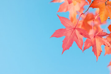 Vibrant autumn maple leaves contrast against clear blue sky, perfect for seasonal greeting cards, nature photography exhibitions, and fall-themed marketing campaigns