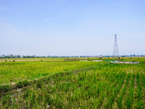 the size of rice fields in rural Indonesia