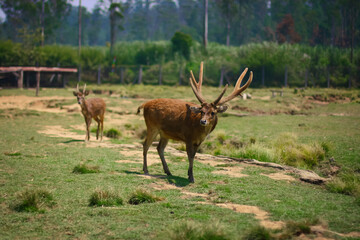 deer breeding area at Ranca Upas Ciwidey Bandung, Indonesia. The captive deer is a type of Timor Deer (Cervus timorensis), so it is a special attraction for tourists