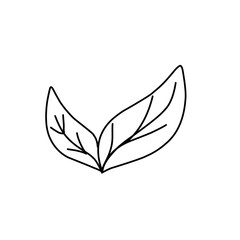 leaf line art icon