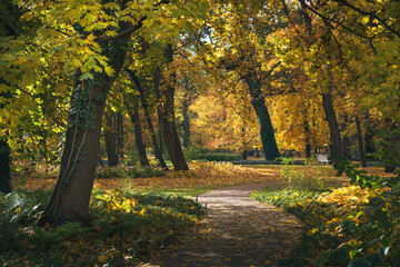 Piękna złota jesień w miejskim parku