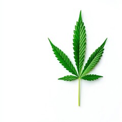 A vibrant green cannabis leaf on a clean white background, showcasing its unique shape and texture.