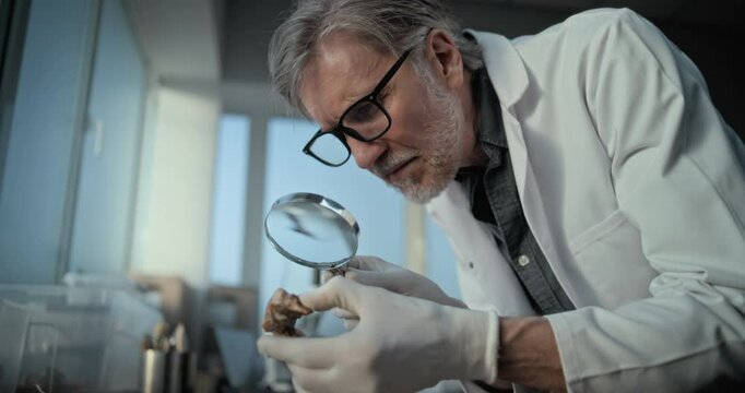 Mature scientist works with specimen collection of fossil remains in archaeological laboratory. Archaeologist or paleontologist studies bones of ancient extinct human or dinosaur with magnifying glass