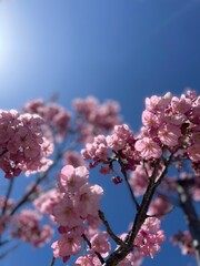 桜 さくら 2024年