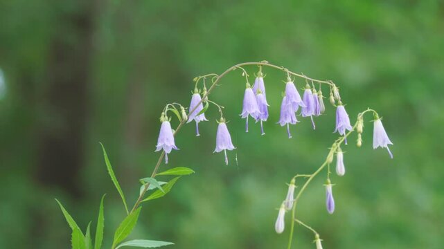 Flowers of the forest blue Harebell swaying in the wind. Campanula rotundifolia