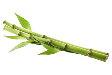 Levitation of branches of bamboo isolated on a transparent background.