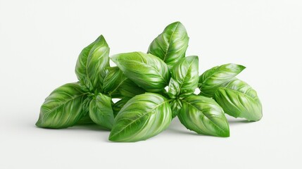 Fototapeta premium Fresh Basil Bunch 3D Model with Glossy Leaves and Vibrant Green Color on White Background at 45 Degrees Angle