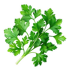 fresh coriander leaf isolated on transparent background, cut out