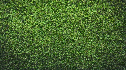 Obraz premium Close-up view of lush green grass texture.