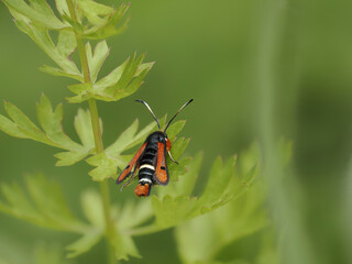 Roter Ampfer-Glasflügler (Pyropteron chrysidiformis)