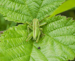 Grünes Heupferd (Tettigonia viridissima), auch Großes Heupferd