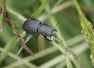 Balkenschröter (Dorcus parallelipipedus), Zwerghirschkäfer