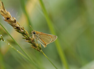 Braunkolbiger oder Ockergelber Braun-Dickkopffalter (Thymelicus sylvestris)