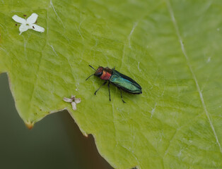 Glänzende Blütenprachtkäfer (Anthaxia nitidula)