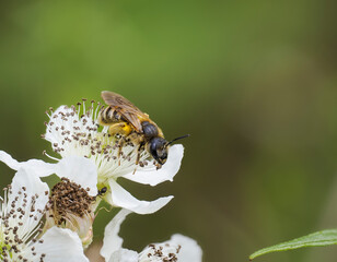 Gelbbindige Furchenbiene (Halictus scabiosae)