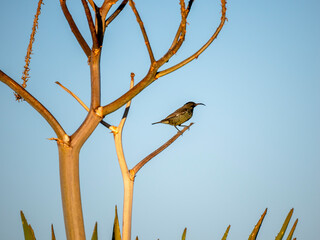 Rotbrust-Glanzköpfchen (Chalcomitra senegalensis)