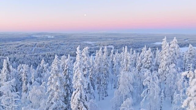 Aerilal flyover of pink glowing, snowy forest and the moon, polar night in Lapland