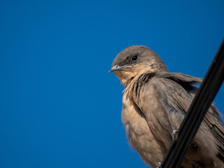 Felsenschwalbe (Ptyonoprogne rupestris)