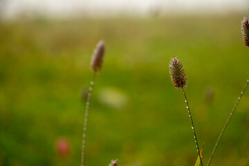 Poinae Phleum alpinum