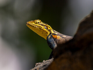 Namibische Felsenagame (Agama planiceps)