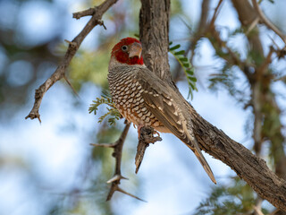 Rotkopfastrild (Amadina erythrocephala), auch Rotkopfamadine