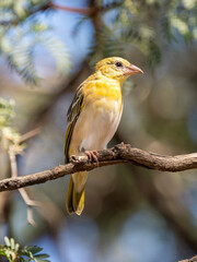 Fototapeta premium Dorfweber (Ploceus cucullatus)