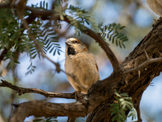 Haussperling (Passer domesticus)