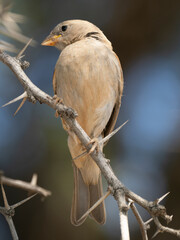 Haussperling (Passer domesticus)