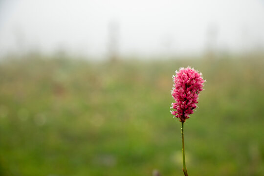 persicaria affinis dimity