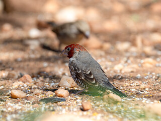 Rotkopfastrild (Amadina erythrocephala), auch Rotkopfamadine