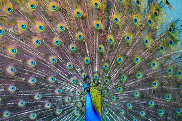 Obraz premium Young Peacock With Blue Tail Feathers
