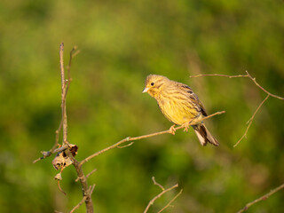 Goldammer (Emberiza citrinella)