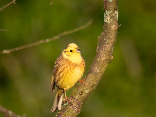 Goldammer (Emberiza citrinella)
