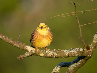 Goldammer (Emberiza citrinella)
