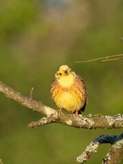 Goldammer (Emberiza citrinella)