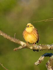 Goldammer (Emberiza citrinella)