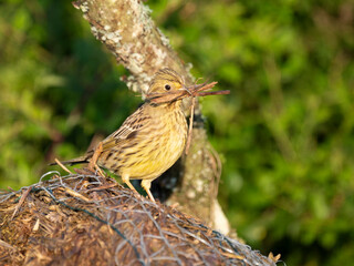 Goldammer (Emberiza citrinella) sammelt Nistmaterial